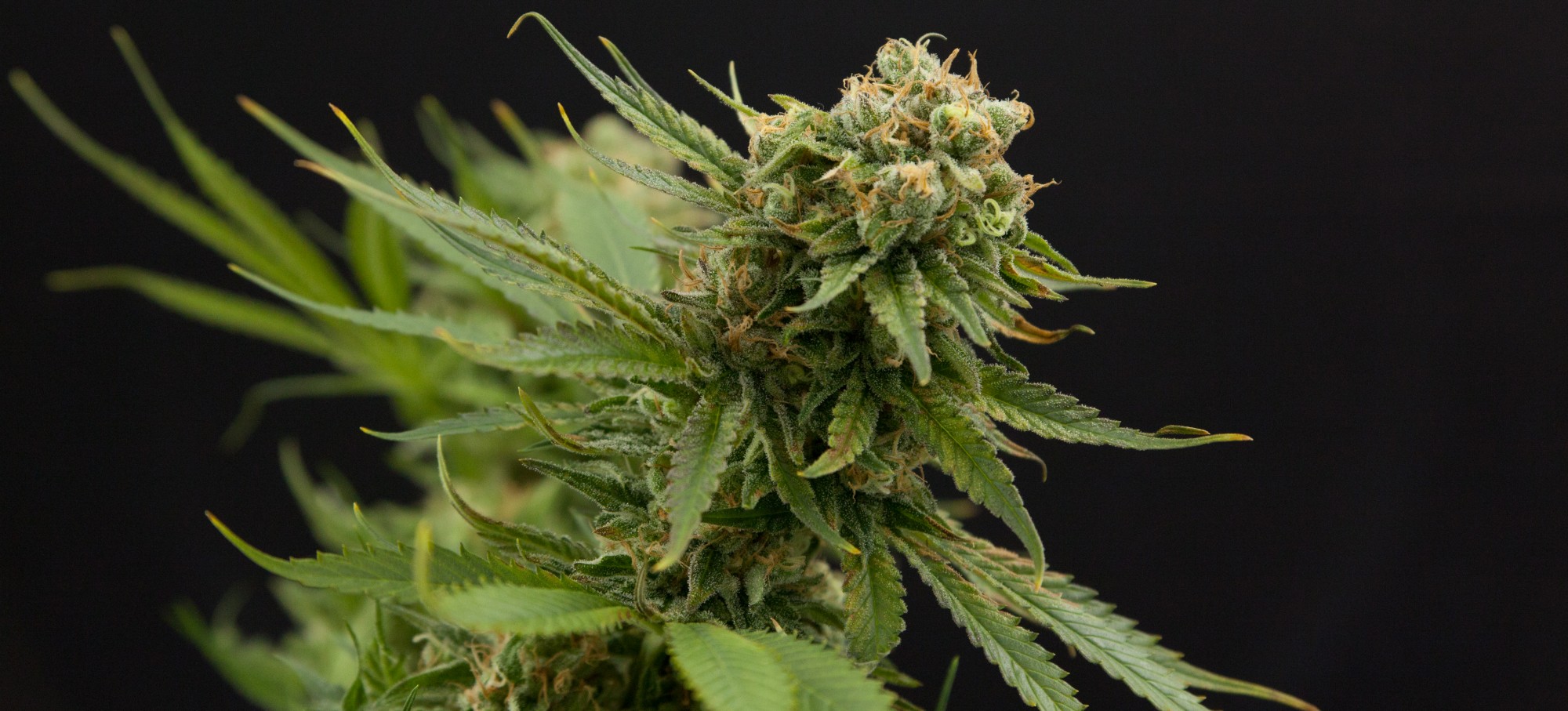 Autofiorenti Femminizzati